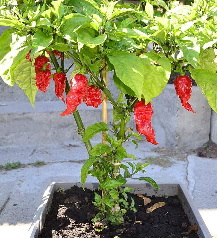 Hottest Chili Pepper Carolina Reaper Yum & Awesome